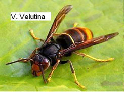 Vespa Velutina