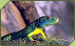 Ampliación de la imagen Reptil