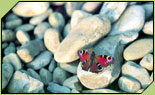Ampliación de la imagen Mariposa
