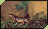 Ampliación de la imagen Salamandra