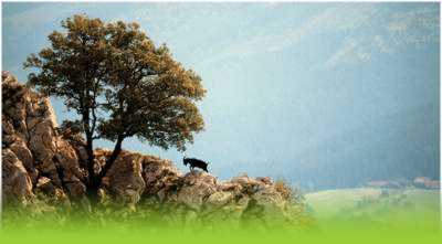 Artea haitzeta baten gainean ahuntz baten ondoan. (Zabaldu leiho berri baten)