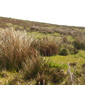 En los trampales-esfagnales