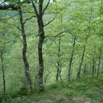 Marojal en los Montes de Ordunte