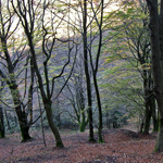 Hayedo de Las Lagunas el Hayal (Pando)