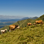 Vacas pastando en la sierra de Ordunte