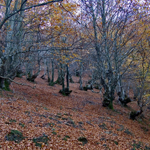 Hayedos en los Montes de Ordunte