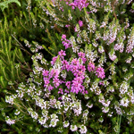 Brezo en flor en los Montes de Ordunte