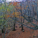 Hayedo en los Montes de Ordunte