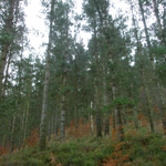 Pinar de La Argañeda