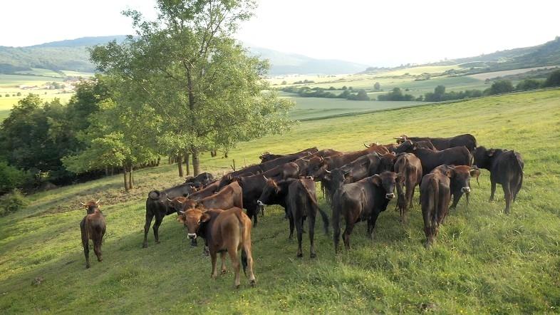 Vacas terreñas