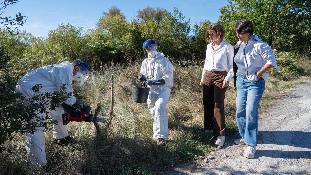 La Diputación Foral de Bizkaia pone en marcha una actuación integral para combatir la presencia de especies vegetales invasoras de Urdaibai